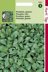 Postelein Groene