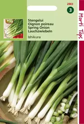 Stengel-Ui Ishikura (Allium Fist