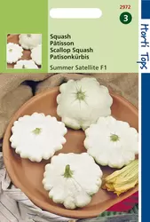 Patisson Summer Satellite F1