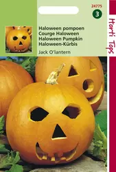 Pompoen Jack OLatern (Cucurbita