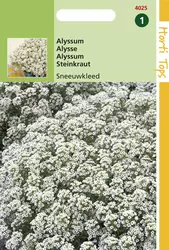 Alyssum (Lobularia) Mar. Procumbens Sneeuwkleed