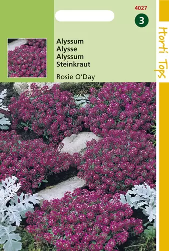 Alyssum (Lobularia) Mar. Procumbens Rosie O'Day