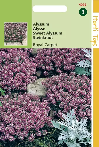 Alyssum (Lobularia) Mar. Procumbens Royal Carpet