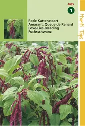 Amaranthus Caudatus Rood