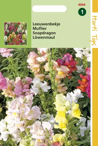 Antirrhinum Majus Nanum Gemengd