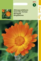 Calendula Arvensis Akkergoudsbloem