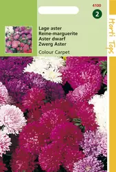 Callistephus Chinensis Colour Carpet mix Aster