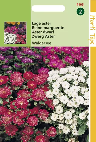 Callistephus Chinensis Waldersee