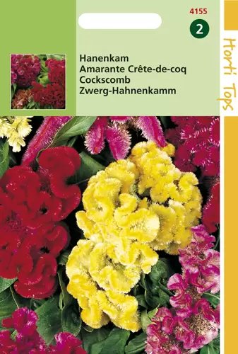 Celosia Cristata Nana Gemengd
