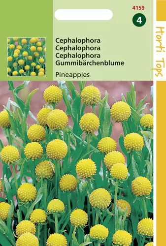 Cephalophora Aromatica Pineapples