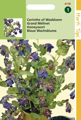 Cerinthe Major "Purpuranscens"