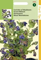 Cerinthe Major "Purpuranscens"