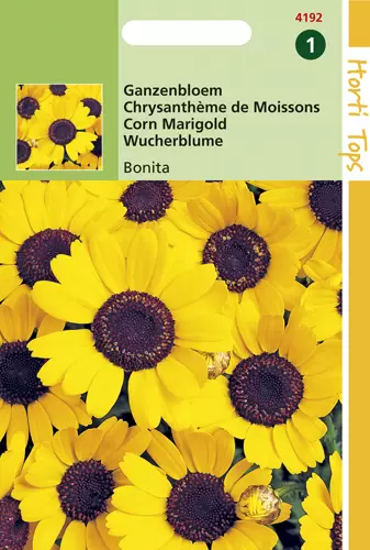 Chrysanthemum Segetum Eldorado Geel