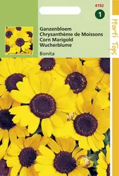 Chrysanthemum Segetum Eldorado Geel