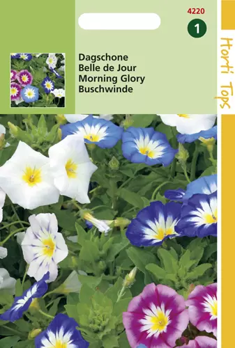 Convolvulus Tricolor Gemengd