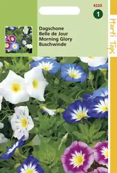 Convolvulus Tricolor Gemengd