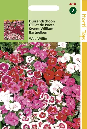 Dianthus Barbatus Wee Willie Gem