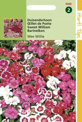 Dianthus Barbatus Wee Willie Gem