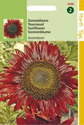 Helianthus annuus Avondzon bruin