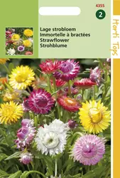 Helichrysum Bract. Monst.Tom Thu