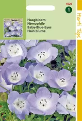 Nemophila Insignis Hemelsblauw