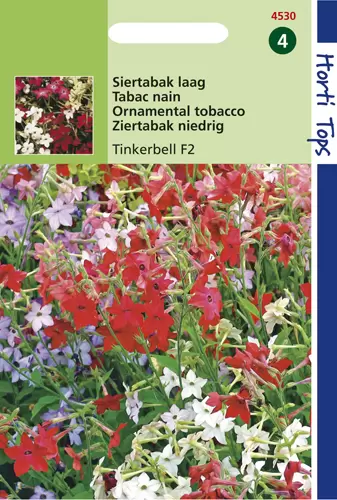 Nicotiana Nana Tinkerbell Gemeng