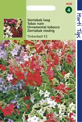 Nicotiana Nana Tinkerbell Gemeng