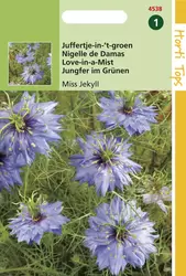 Nigella Damascena Miss Jekyll Bl