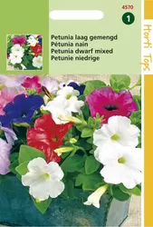 Petunia Hybrida Nana Compacta Ge