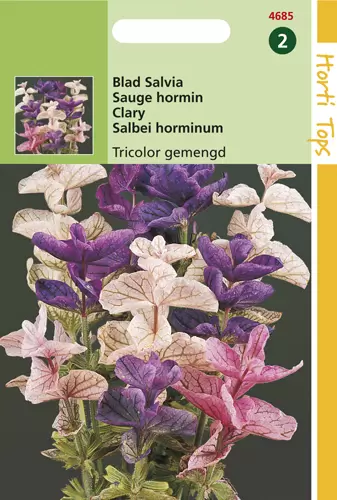 Salvia Horminum Tricolor Gemengd