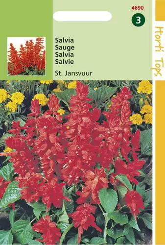 Salvia Splendens St. Jansvuur