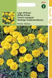 Tagetes Patula Nana Petite Yello