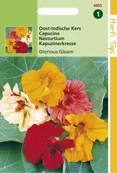 Tropaeolum Glorious Gleam Dubbel