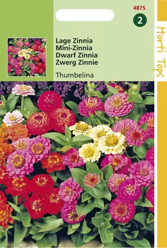 Zinnia Thumbelina Gemengd