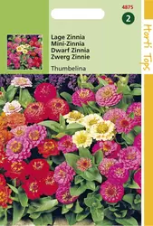 Zinnia Thumbelina Gemengd