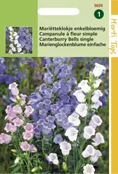 Campanula Medium Enkelbloemig Gemengd