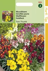 Cheiranthus Cheirii Tom Thumb Gemengd