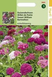 Dianthus Barbatus Enkelbloemig Gemengd