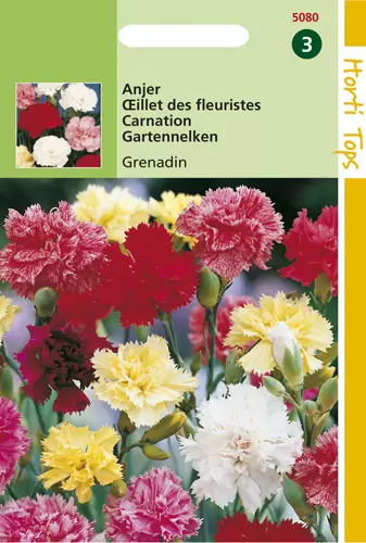 Dianthus Caryophyllus Grenadin G