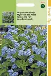 Myosotis alpestris Blue Ball