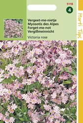 Myosotis Alpestris Victoria Rose