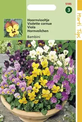 Viola Cornuta Bambini Gemengd