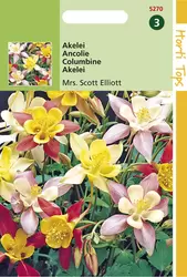 Aquilegia Hybrida Mrs Scott Elli