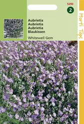 Aubrietia Hybrida Grfl.Whitewell
