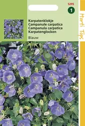 Campanula Carpatica Blauw