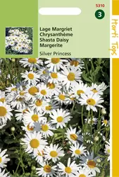 Chrysanthemum Max.Nanum Silver Princess