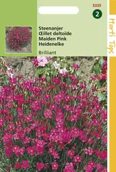 Dianthus Deltoides Erectus Karmi