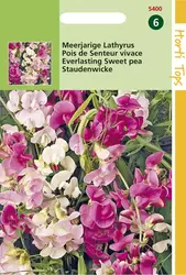 Lathyrus Latifolius Gemengd