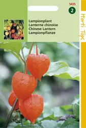 Physalis Franchetti Gig.(Lampion