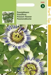 Passiflora Coerulea (Passiebloem